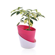Schefflera Variegated Indoor Plant With Self Watering Pot