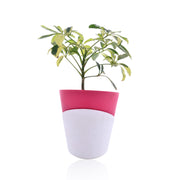 Schefflera Variegated Indoor Plant With Self Watering Pot