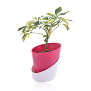 Schefflera Variegated Indoor Plant With Self Watering Pot