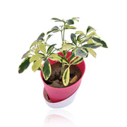 Schefflera Variegated Indoor Plant With Self Watering Pot