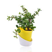 jade plant self watering pot Jade Plant With Self Watering Pot – Nainileaf