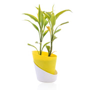Dracaena Sanderiana Indoor Plant With Self Watering Pot
