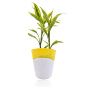 Dracaena Sanderiana Indoor Plant With Self Watering Pot