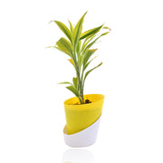 Dracaena Sanderiana Indoor Plant With Self Watering Pot