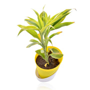 dracaena sanderiana watering Dracaena Sanderiana Indoor Plant With Self Watering Pot – Nainileaf