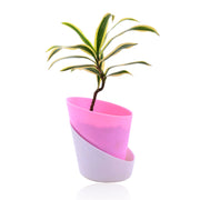 Song of India With Self Watering Pot