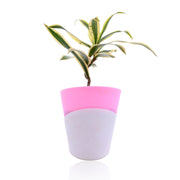 Song of India With Self Watering Pot