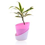 Song of India With Self Watering Pot