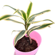 Song of India With Self Watering Pot