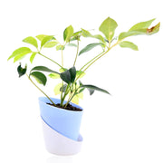 Dwarf umbrella tree Plant With Self Watering Pot