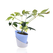Dwarf umbrella tree Plant With Self Watering Pot