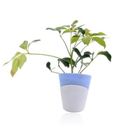 Dwarf umbrella tree Plant With Self Watering Pot