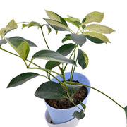 Dwarf umbrella tree Plant With Self Watering Pot