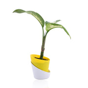 Dieffenbachia Tropic Snow Plant With Self Watering Pot