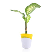 Dieffenbachia Tropic Snow Plant With Self Watering Pot