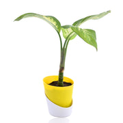 Dieffenbachia Tropic Snow Plant With Self Watering Pot