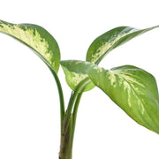 Dieffenbachia Tropic Snow Plant With Self Watering Pot