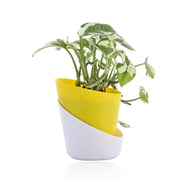 Money Plant With Self Watering Pot