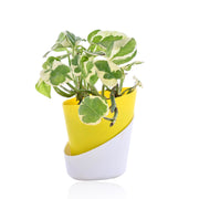 Golden Pothos Indoor Plant With Self Watering Pot