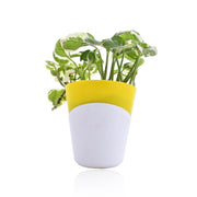 Money Plant With Self Watering Pot