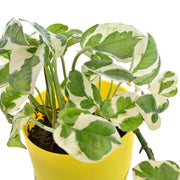 Golden Pothos Indoor Plant With Self Watering Pot