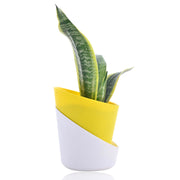 Snake Plant - Futura Superba With Self Watering Pot