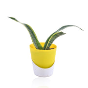 Snake Plant - Futura Superba With Self Watering Pot