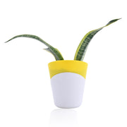 Snake Plant - Futura Superba With Self Watering Pot