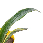 Snake Plant - Futura Superba With Self Watering Pot