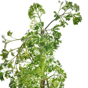 Arallia Variegated Plant With Self Watering Pot