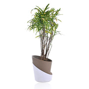 Croton Decorative Plant With Self Watering Pot