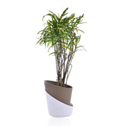 Croton Decorative Plant With Self Watering Pot