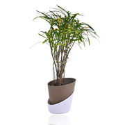 Croton Decorative Plant With Self Watering Pot