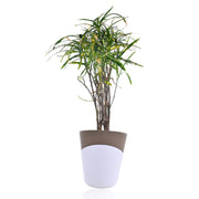 Croton Decorative Plant With Self Watering Pot