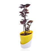 Diervilla Rivularis, Kodiak With Self Watering Pot