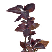 Diervilla Rivularis, Kodiak With Self Watering Pot