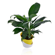 Peace Lily With Self Watering Pot