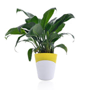 Peace Lily With Self Watering Pot