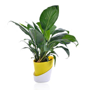 self watering peace lily Peace Lily With Self Watering Pot – Nainileaf