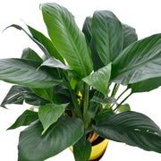 Peace Lily With Self Watering Pot