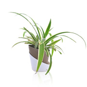 Spider plant With Self Watering Pot