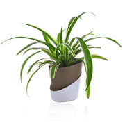 Spider plant With Self Watering Pot
