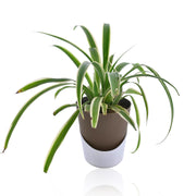 Spider plant With Self Watering Pot