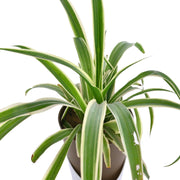 Spider plant With Self Watering Pot