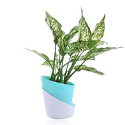 Dracaena With Self Watering Pot