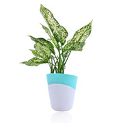 Dracaena With Self Watering Pot