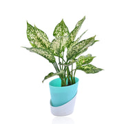 Dracaena With Self Watering Pot