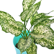 Dracaena With Self Watering Pot