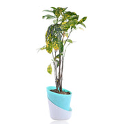 Japanese laurel Plant With Self Watering Pot