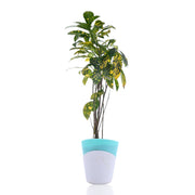 Japanese laurel Plant With Self Watering Pot